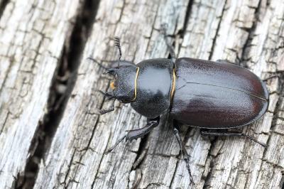 <i>Lucanus cervus</i>
