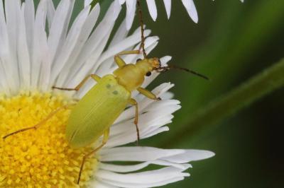 <i>Cteniopus sulphureus</i>