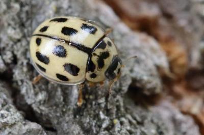<i>Propylea quatuordecimpunctata</i>