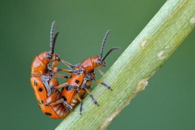 <i>Crioceris duodecimpunctata</i>