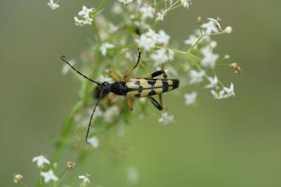 <i>Rutpela maculata</i>