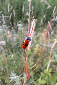 <i>Clytra laeviuscula</i>