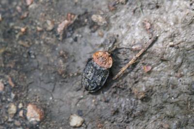 <i>Oiceoptoma thoracicum</i>