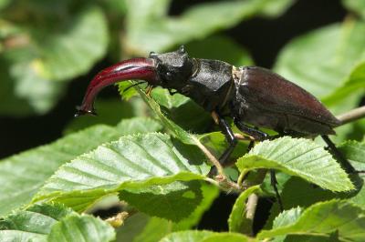 <i>Lucanus cervus</i>