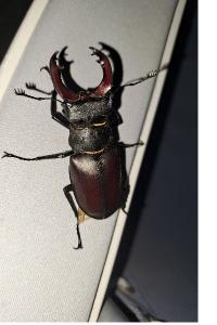 <i>Lucanus cervus</i>