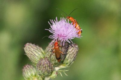 <i>Rhagonycha fulva</i>