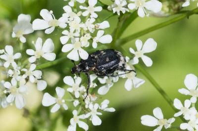 <i>Valgus hemipterus</i>