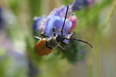 <i>Stictoleptura fulva</i>