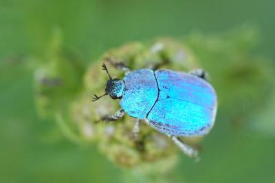 <i>Hoplia coerulea</i>