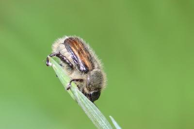 <i>Anisoplia villosa</i>