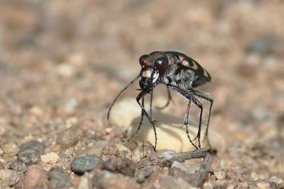 <i>Cicindela hybrida</i>
