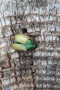 <i>Anomala dubia</i>