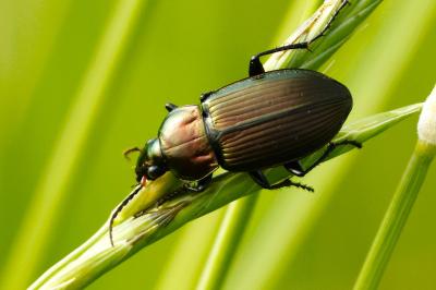 <i>Poecilus cupreus</i>