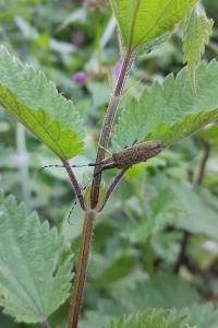 <i>Agapanthia villosoviridescens</i>
