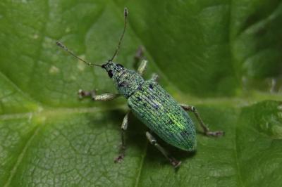 <i>Polydrusus formosus</i>