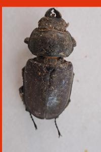 <i>Lucanus cervus</i>