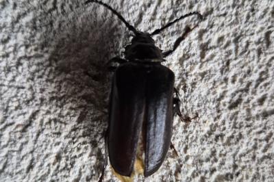 <i>Prionus coriarius</i>