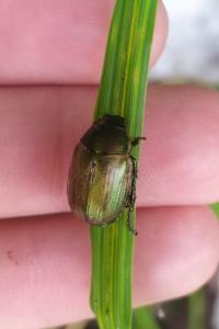 <i>Anomala dubia</i>