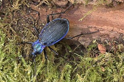 <i>Carabus intricatus</i>