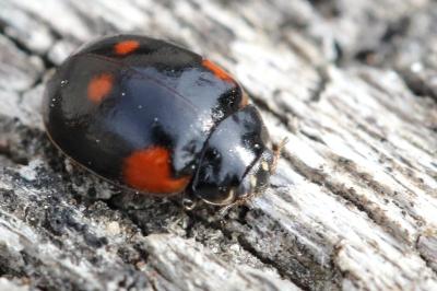 <i>Adalia bipunctata</i>