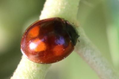 <i>Exochomus quadripustulatus</i>