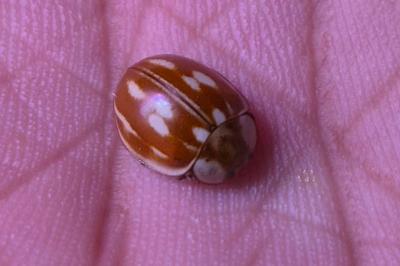 <i>Myzia oblongoguttata</i>