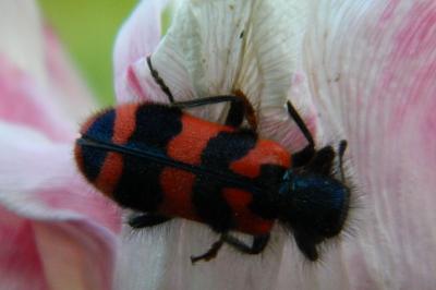 <i>Trichodes alvearius</i>