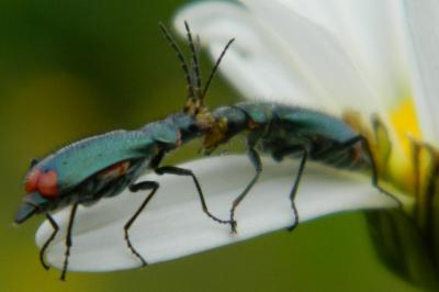 <i>Malachius bipustulatus</i>