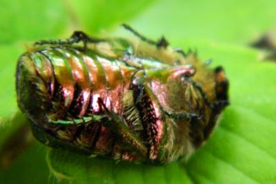 <i>Cetonia aurata</i>