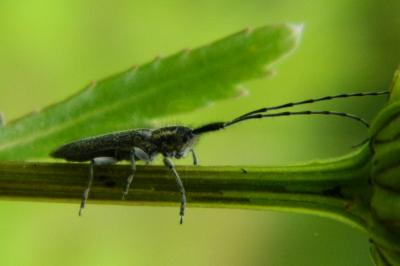 <i>Agapanthia cardui</i>