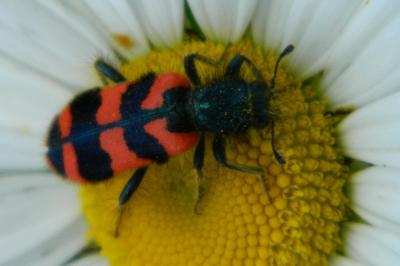 <i>Trichodes alvearius</i>