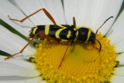 <i>Clytus arietis</i>