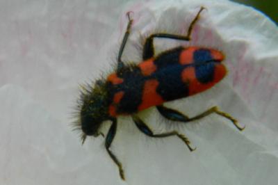 <i>Trichodes alvearius</i>