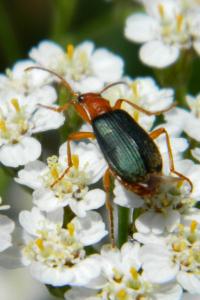 <i>Brachinus crepitans</i>