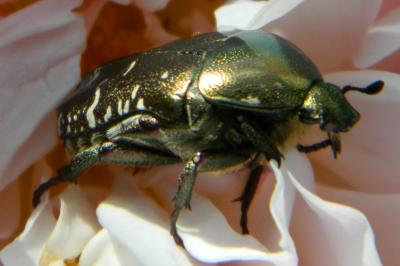 <i>Cetonia aurata</i>