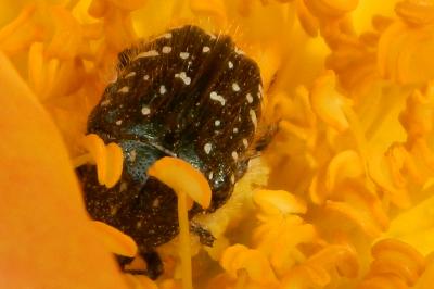 <i>Oxythyrea funesta</i>