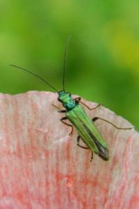 <i>Oedemera nobilis</i>