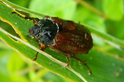 <i>Melolontha melolontha</i>