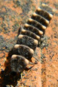 <i>Lampyris noctiluca</i>