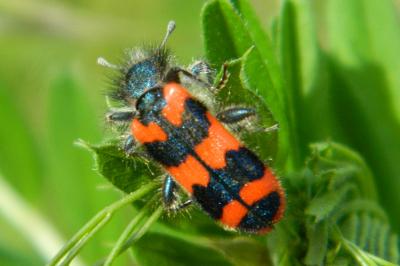 <i>Trichodes alvearius</i>