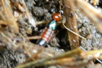 <i>Paederus littoralis</i>