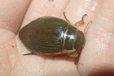 <i>Dytiscus marginalis</i>