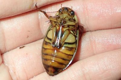 <i>Dytiscus marginalis</i>