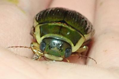 <i>Dytiscus marginalis</i>