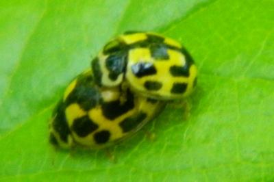 <i>Propylea quatuordecimpunctata</i>