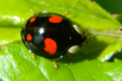 <i>Harmonia axyridis</i>
