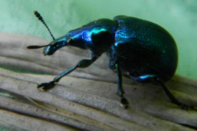 <i>Byctiscus betulae</i>
