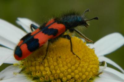 <i>Trichodes alvearius</i>