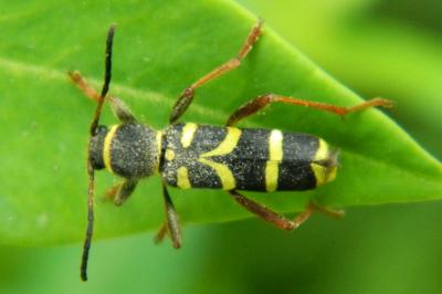 <i>Clytus arietis</i>