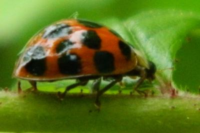 <i>Harmonia axyridis</i>